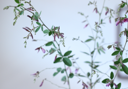 萩の花